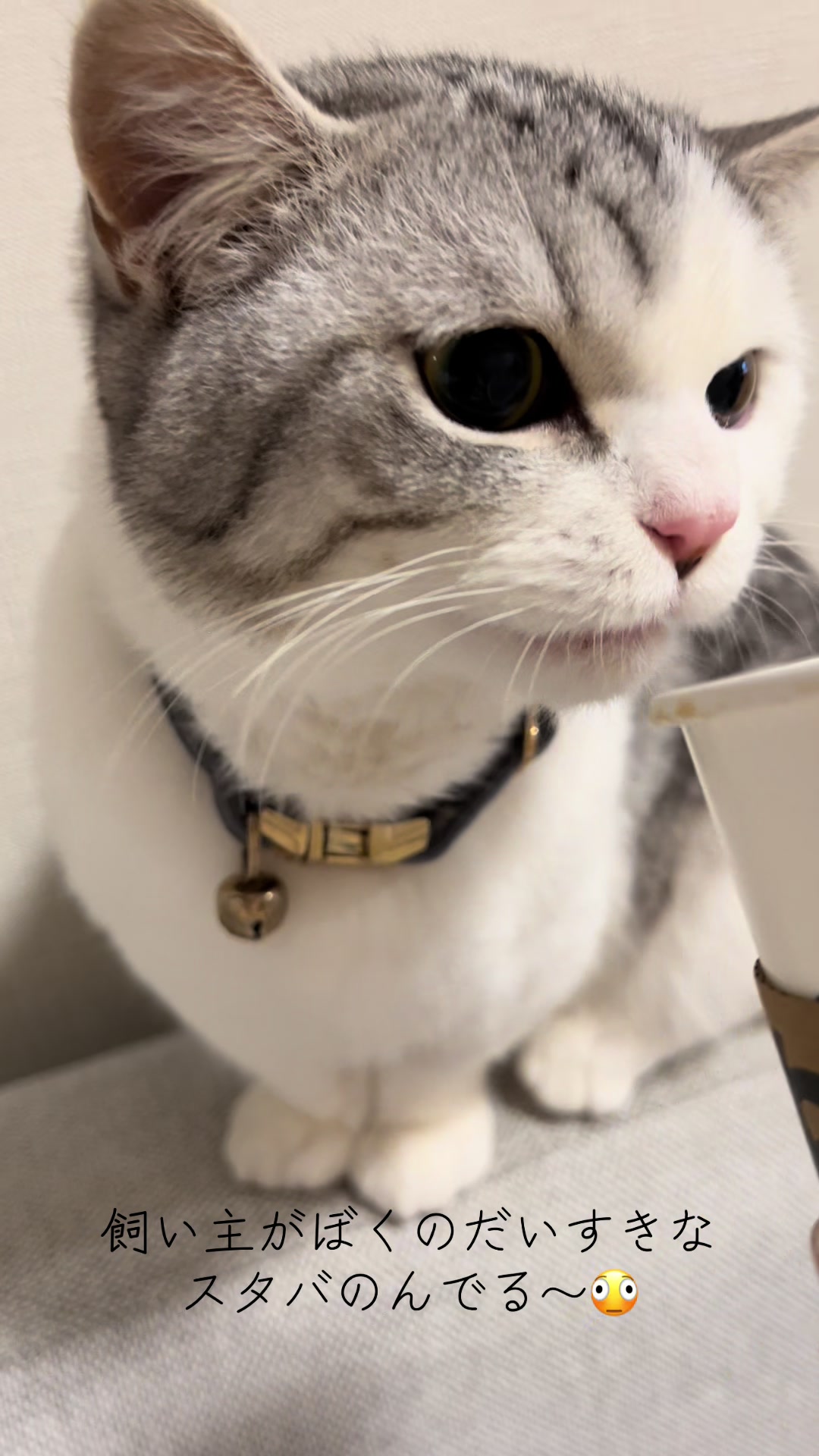 @短足マンチのえる♂