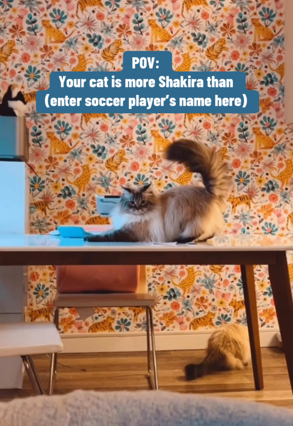 @My Cat Is People 🇨🇦