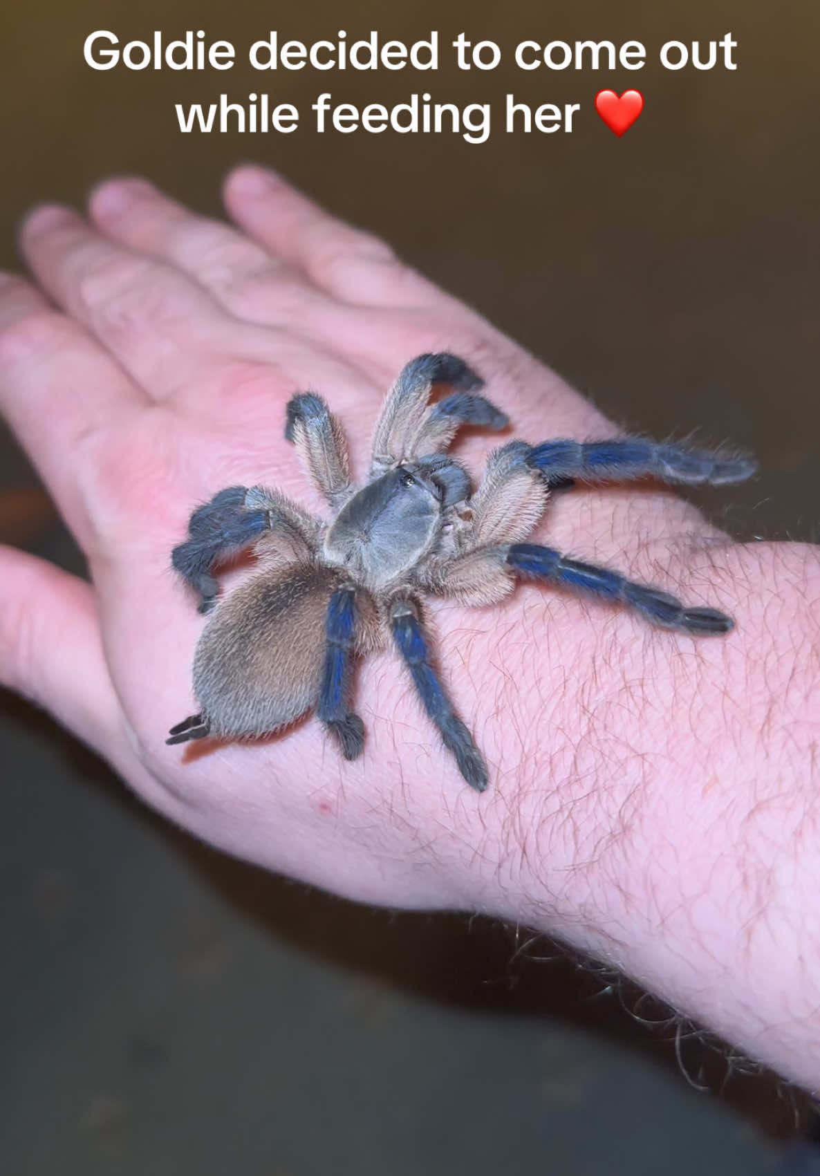 @The Spider Caravan