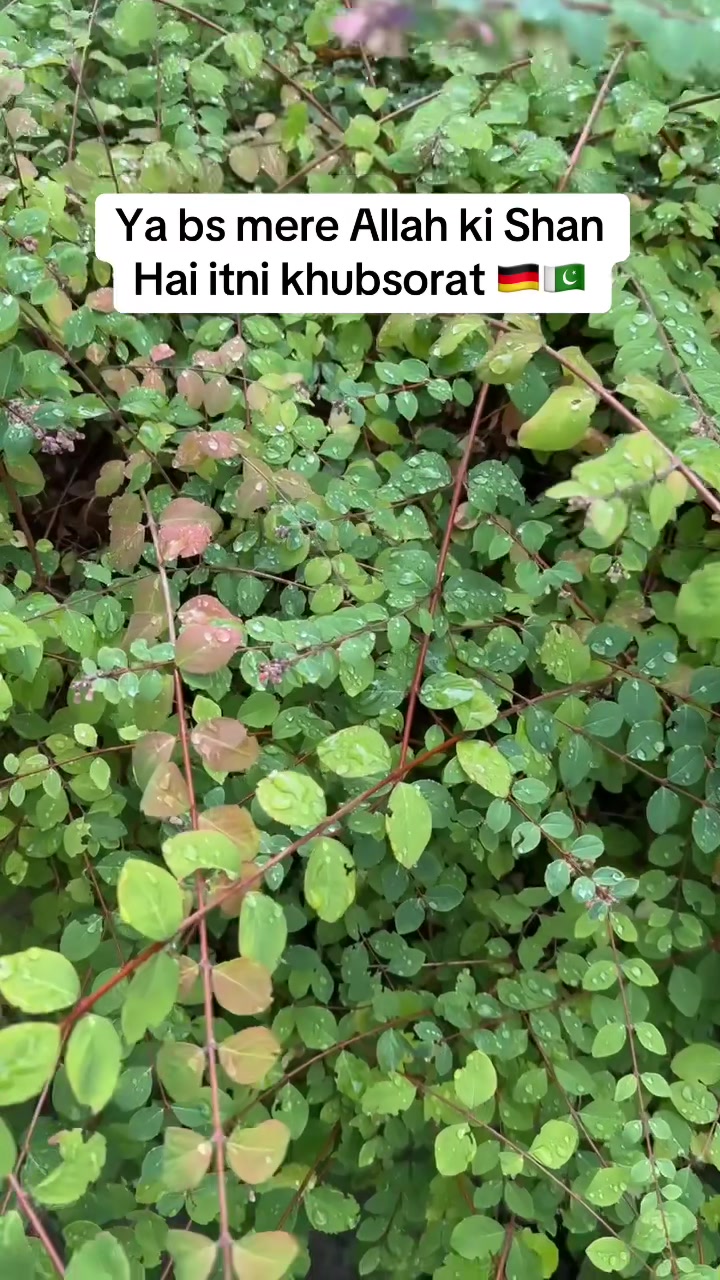 @MomentsOfGermany🇩🇪🇵🇰❤️