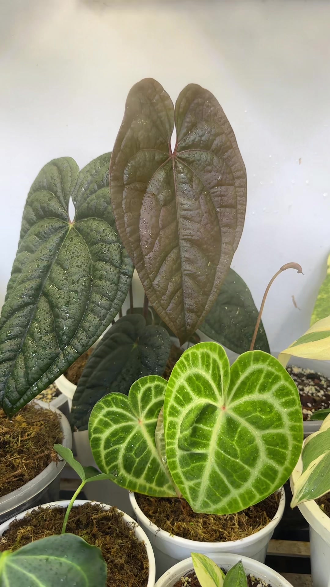 @Plantlife50