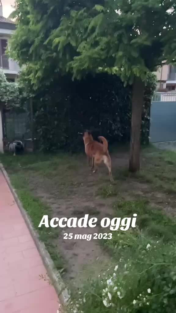 @Chiara