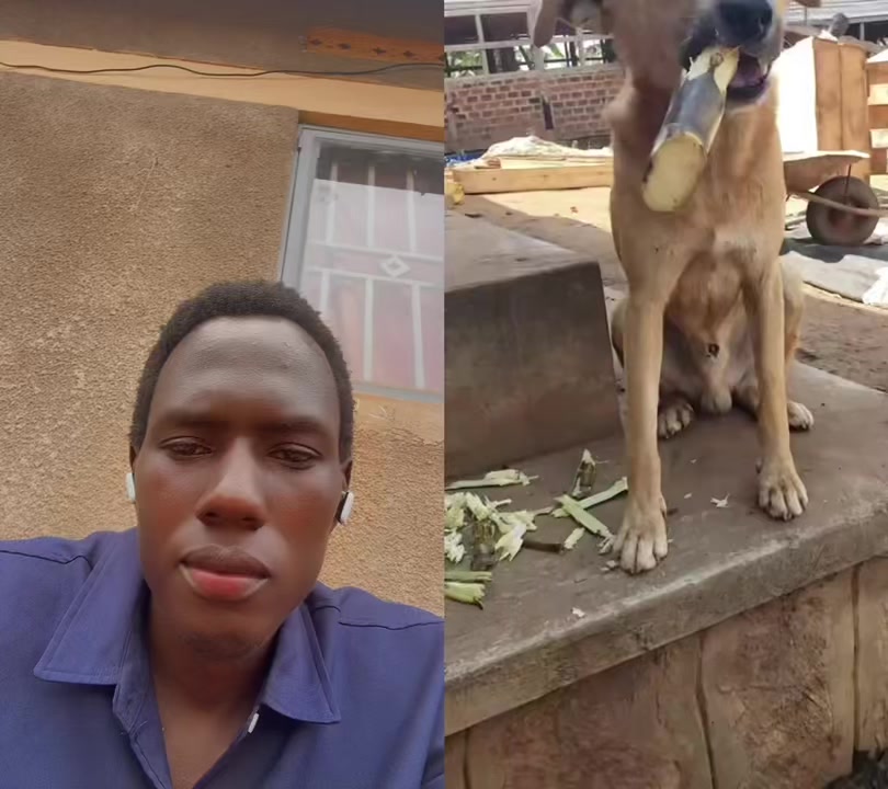@Chenil d’ Arthoùros 🐶🐾
