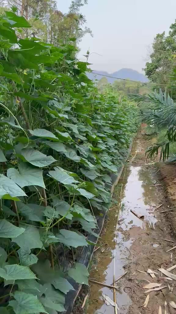 @SURYA TANI