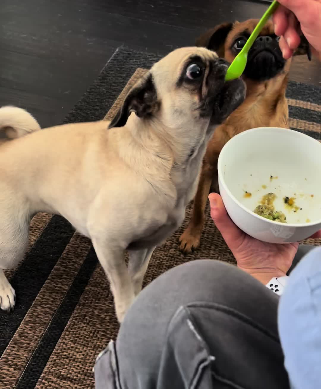 @thedoguepile