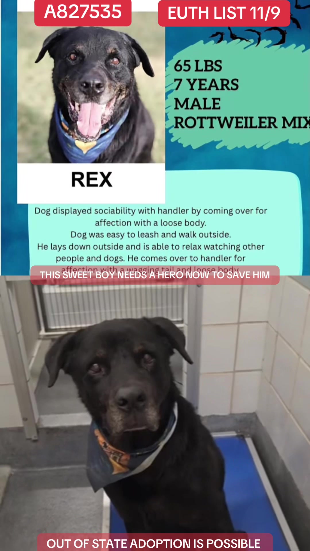 @@rescuedogs911