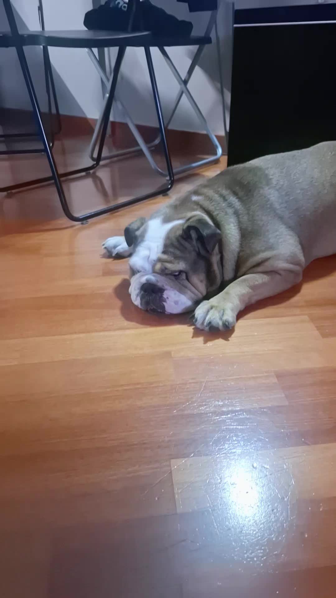 @Cri🐾M❤️rghy🐾labulla❤️