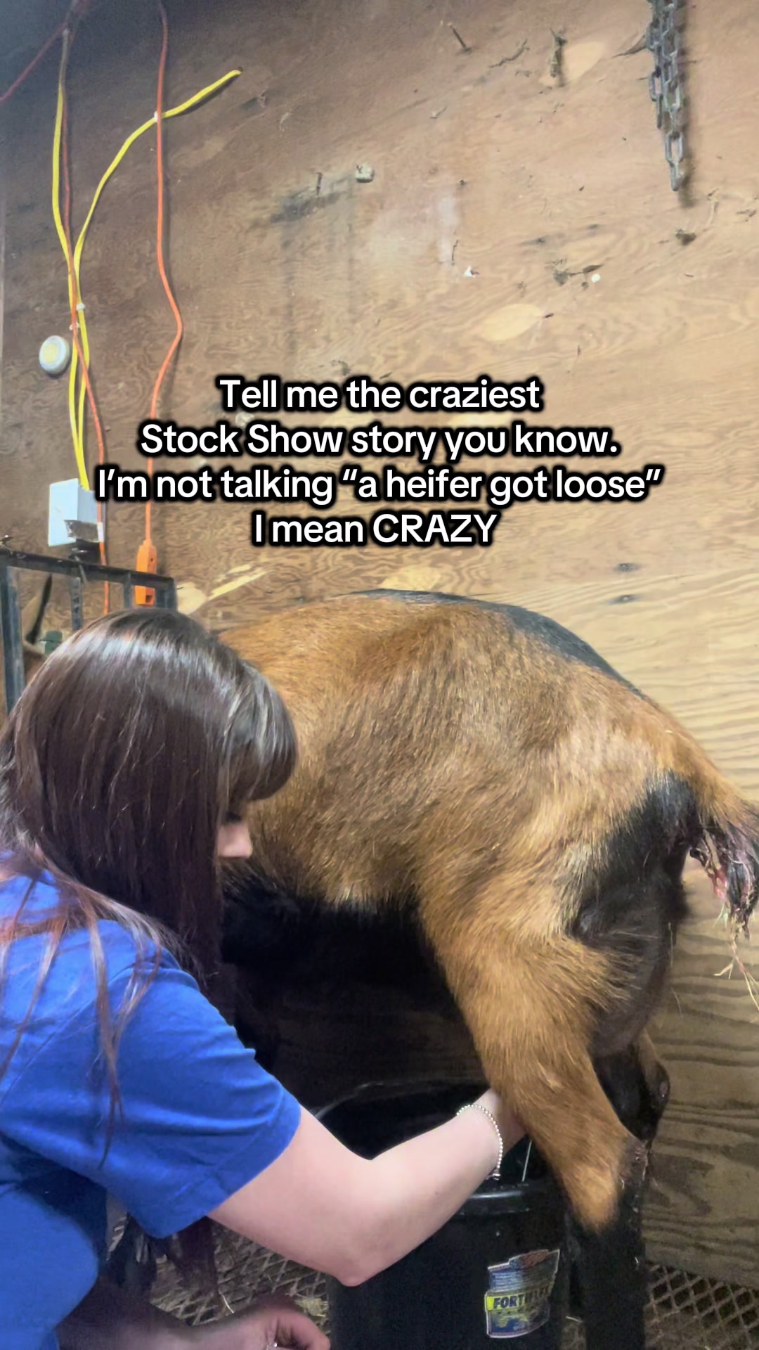 @Maple Leaf Livestock