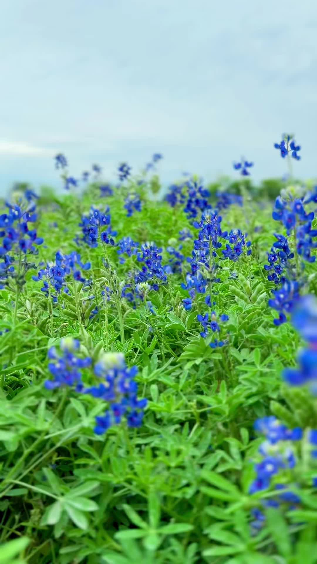 @mai_food_travel