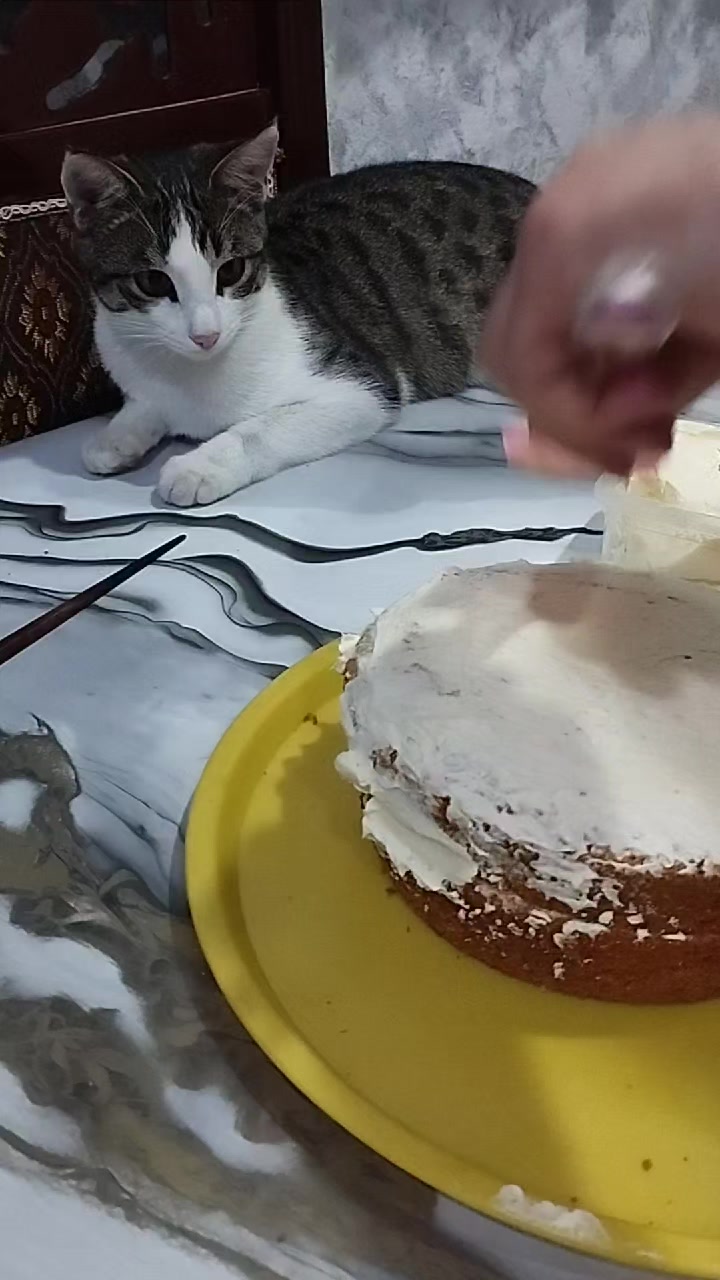 @🐾