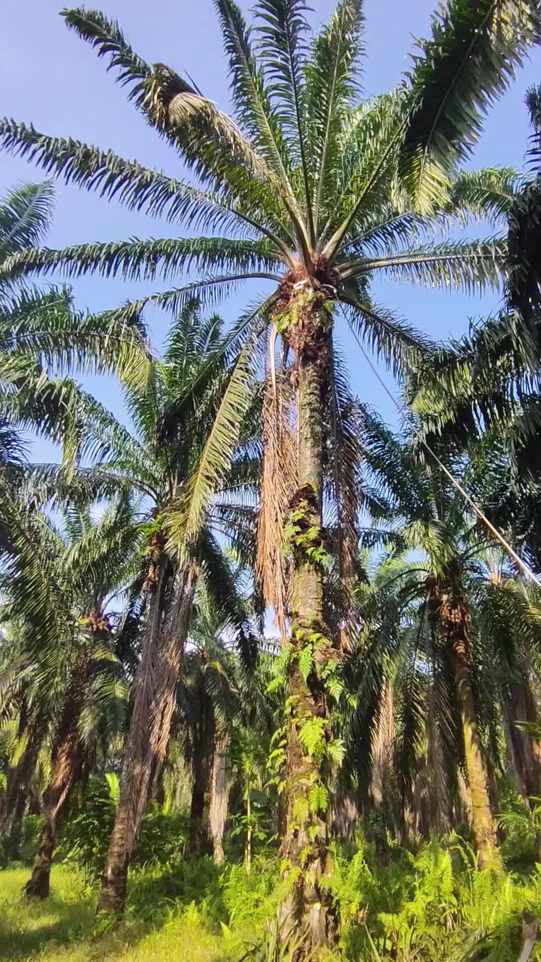 @SAHWI