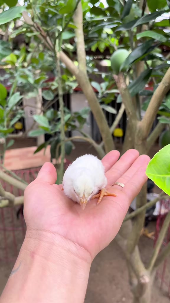 @Quốc kh&aacute;nh