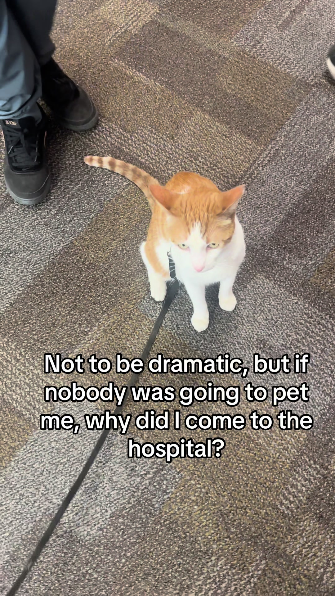 @Therapy Cat Roger & Family