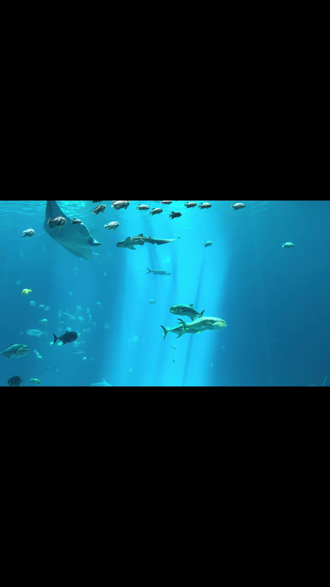@Susan 🧜🏼&zwj;♀️