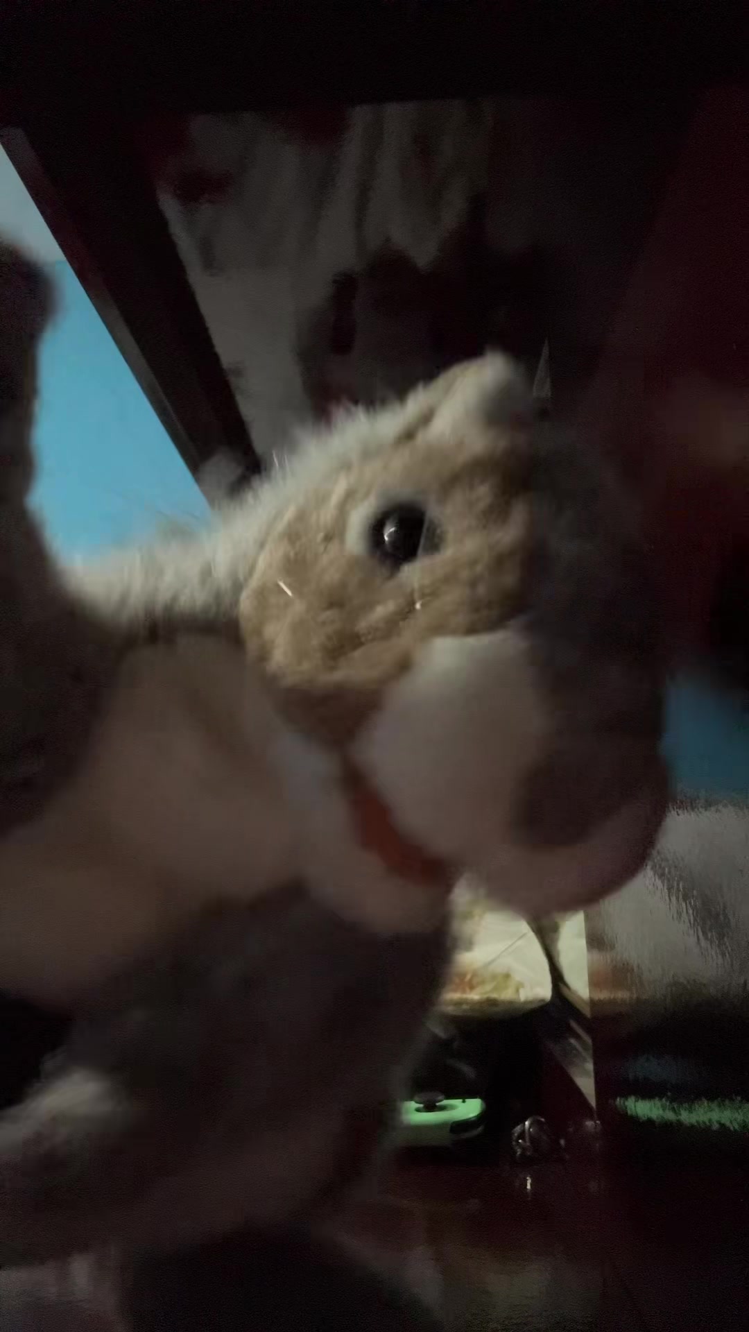 @Apple squirrel