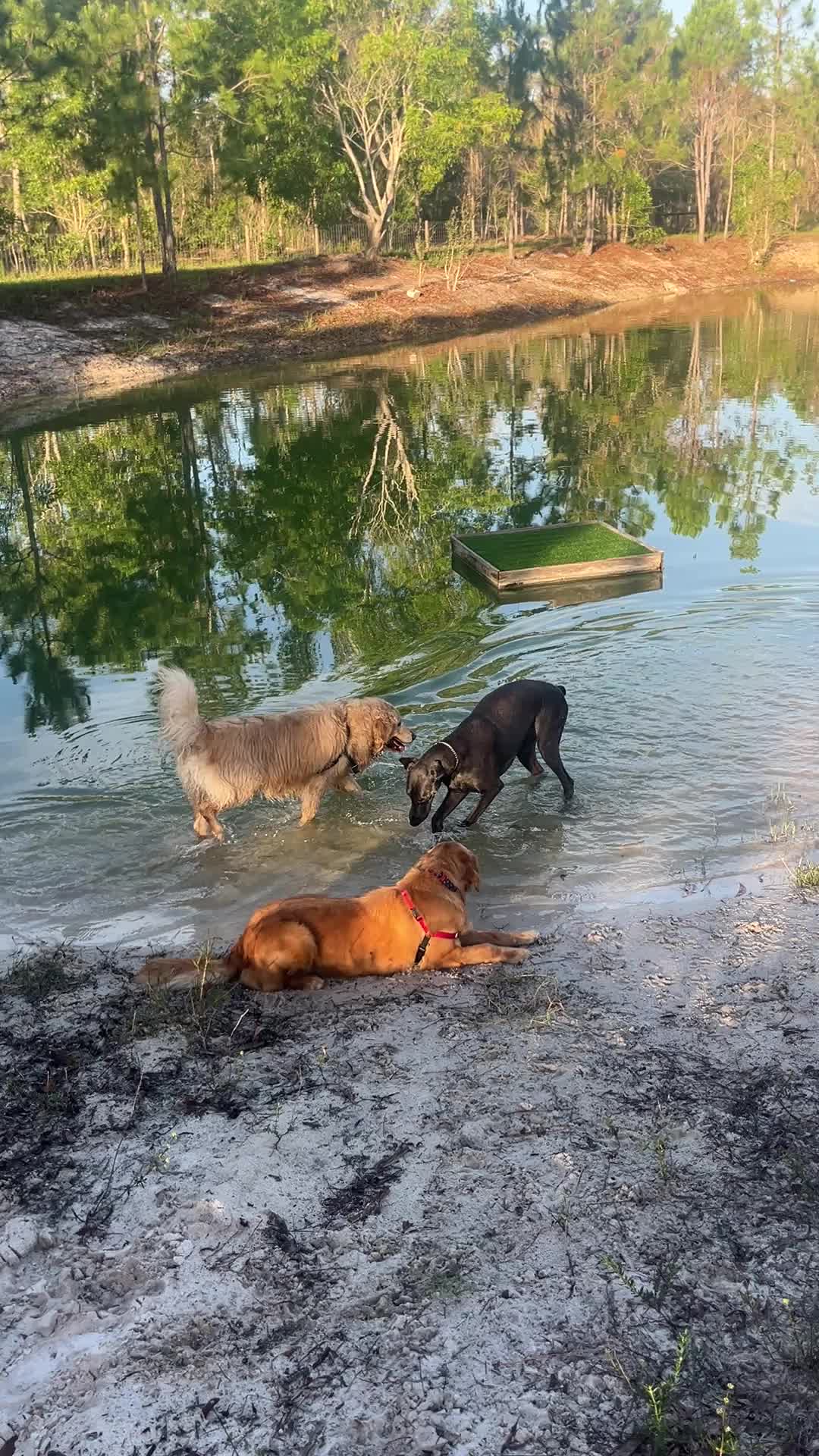 @Joelle | Dogs&bull; Coastal Life 🌴