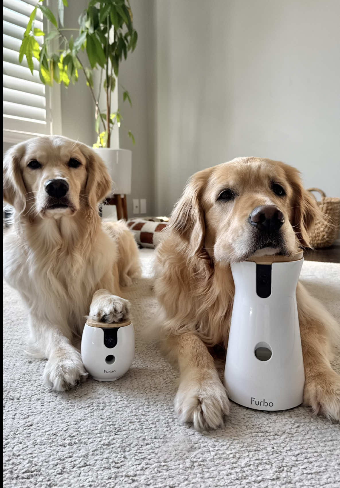 @Daisy & Maple the Goldens