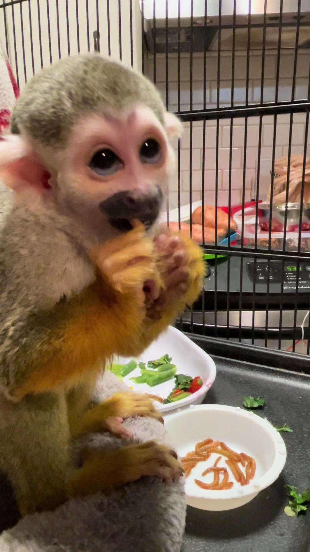 @Full House Exotics