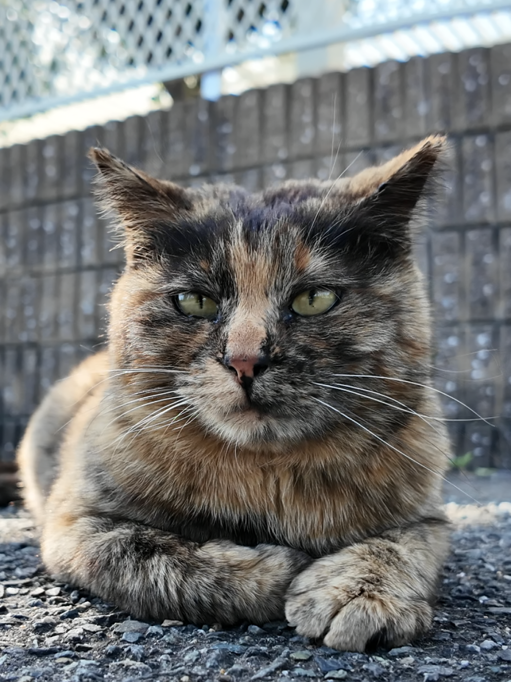 @感動猫動画