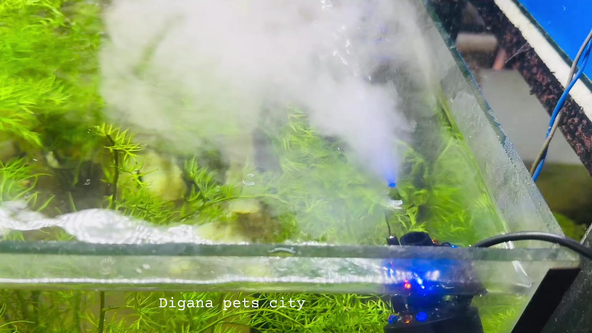 @Digana pets city