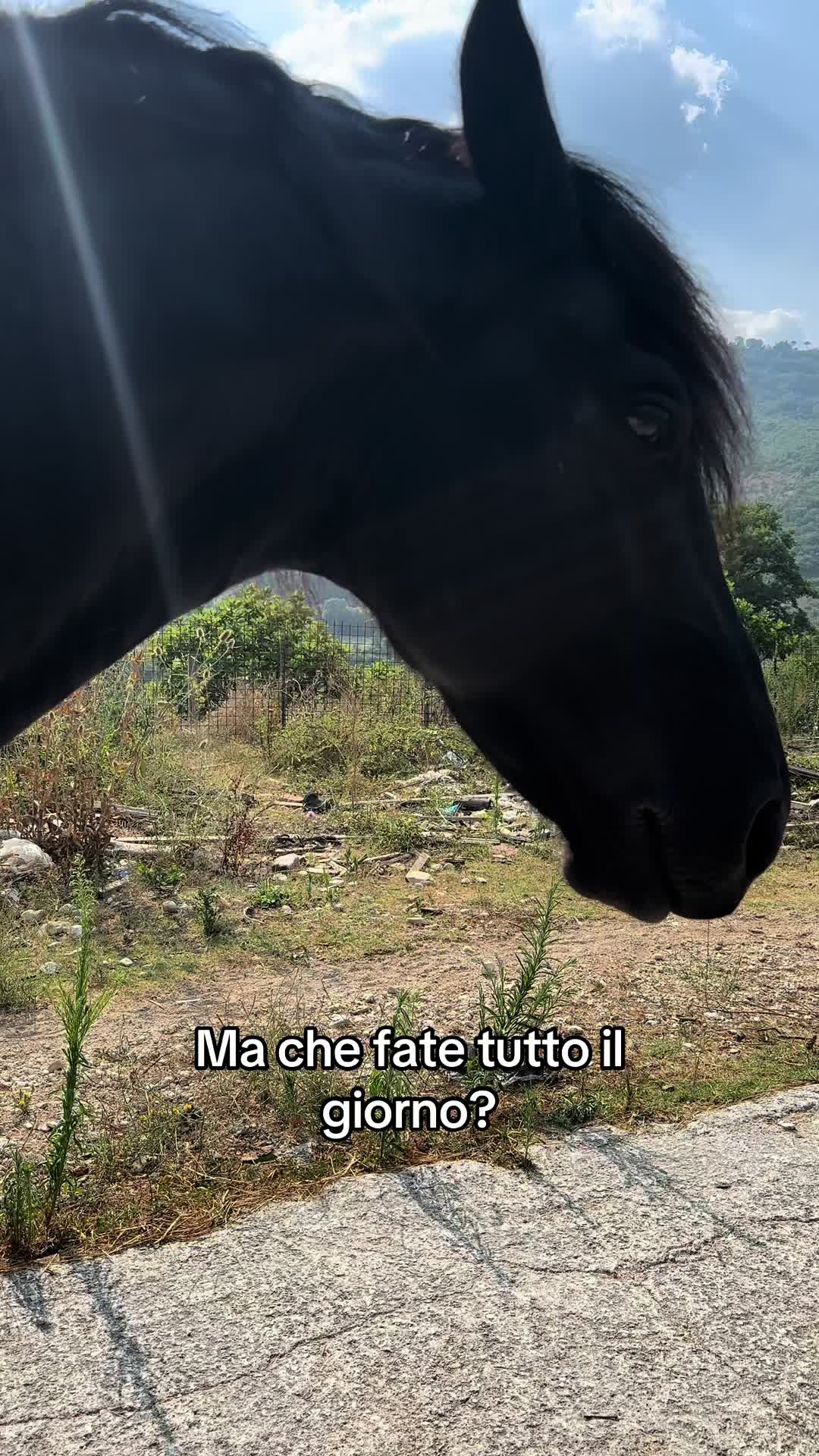 @black_the_friesian