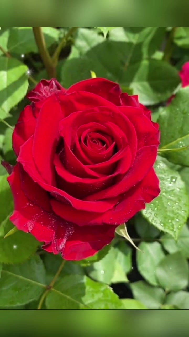 @Leo โ๏ธ โ๐ป๐650
