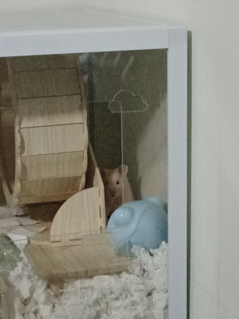 @Diariodeunhamster❤️🐹