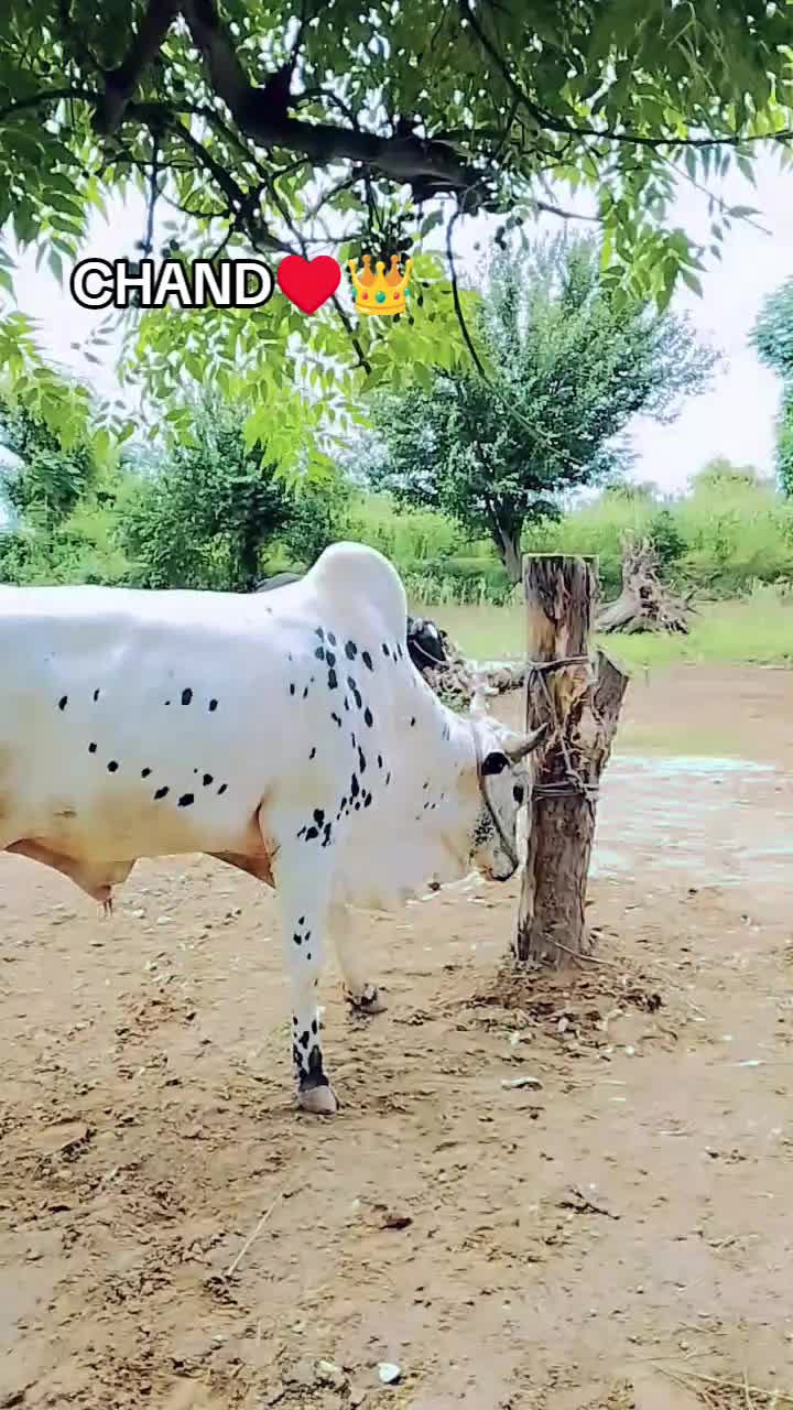 @S A I M❤️🔥