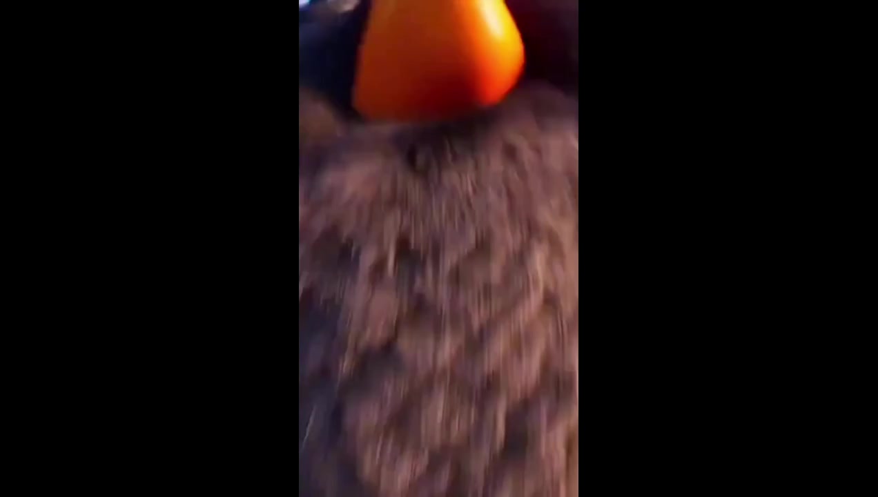 @BuneeFan