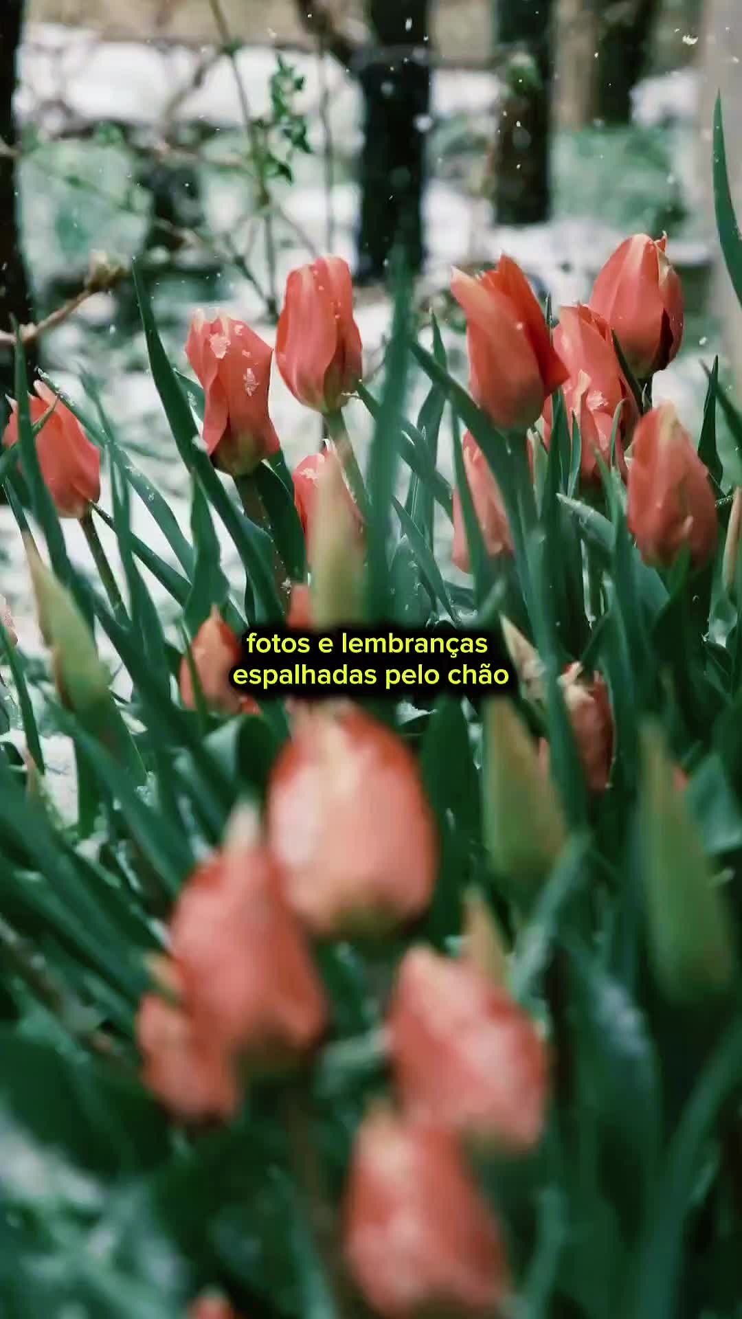 @só modão
