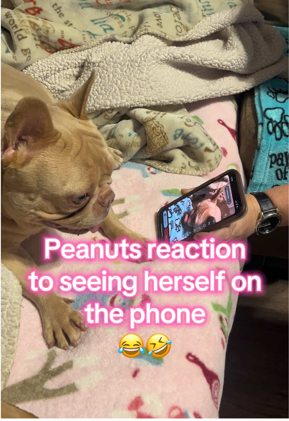@Peanut the Frenchie 🐾