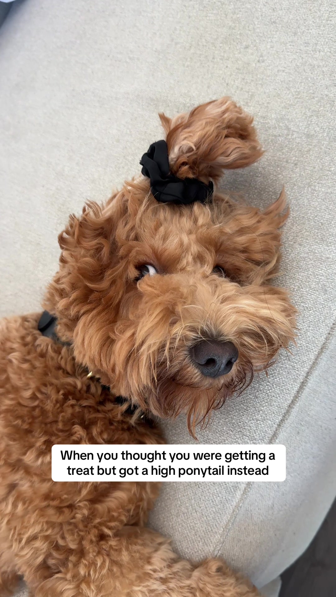 @Teddy 🐾