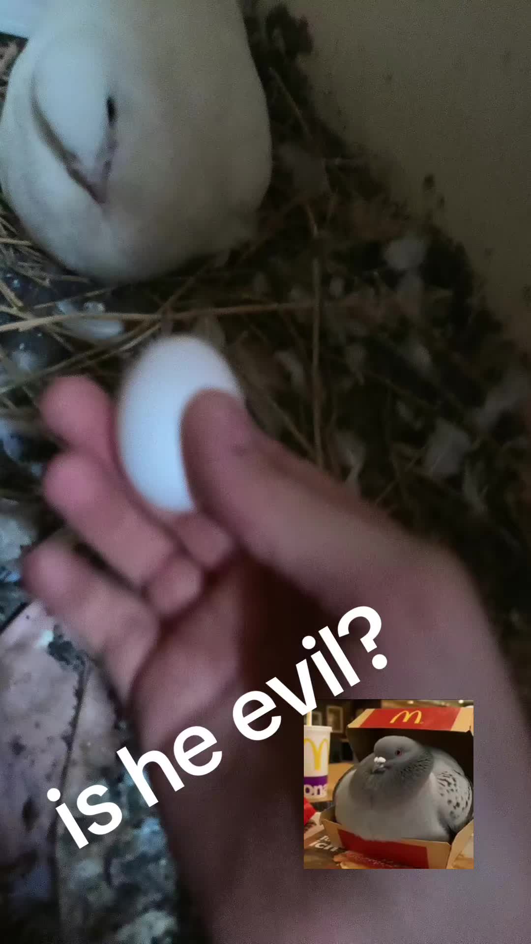 @Pigeon_which_unusual3