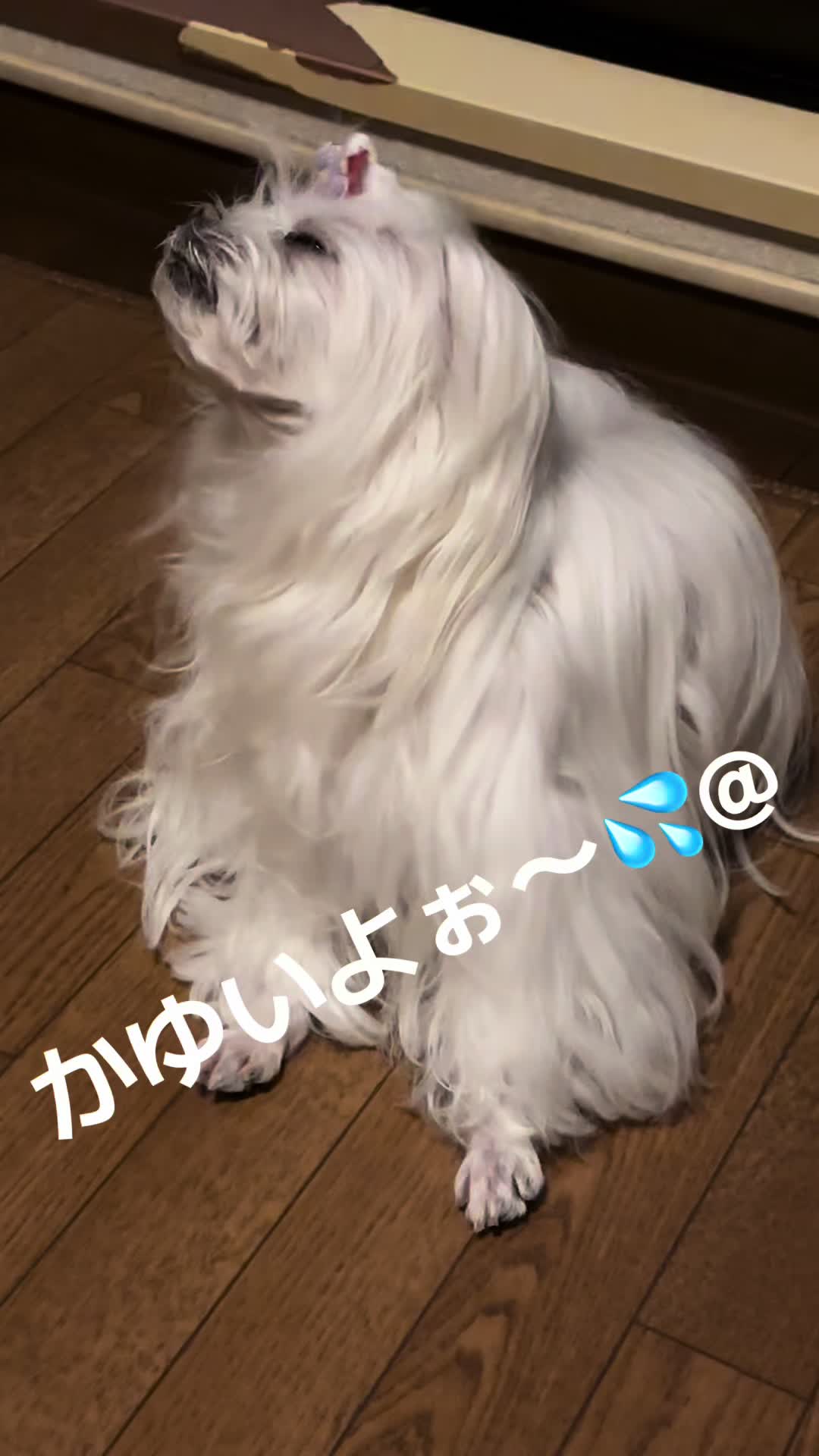@るるちゃんパパ🐶