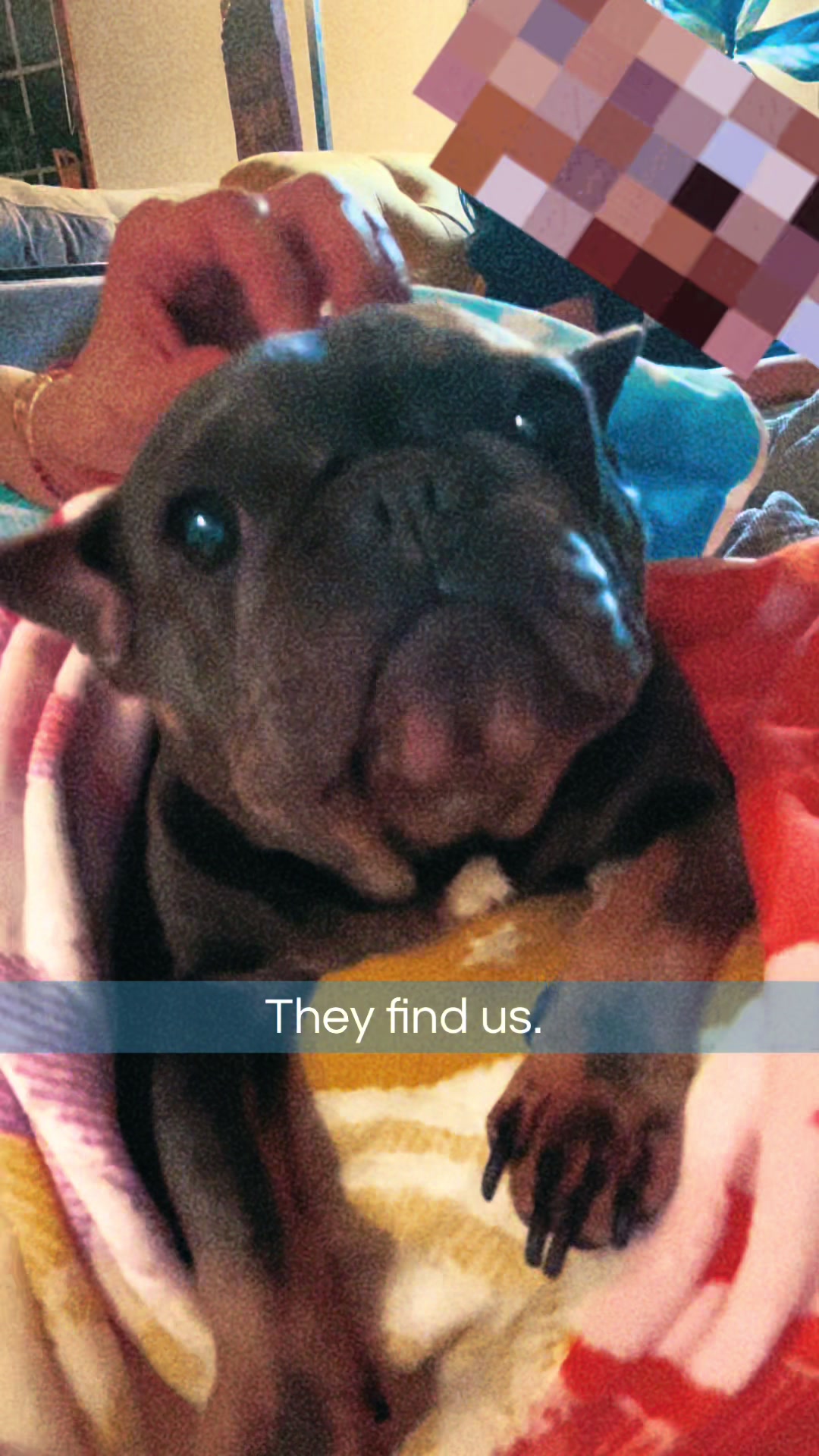@Maki&ensp;the&ensp;Frenchie