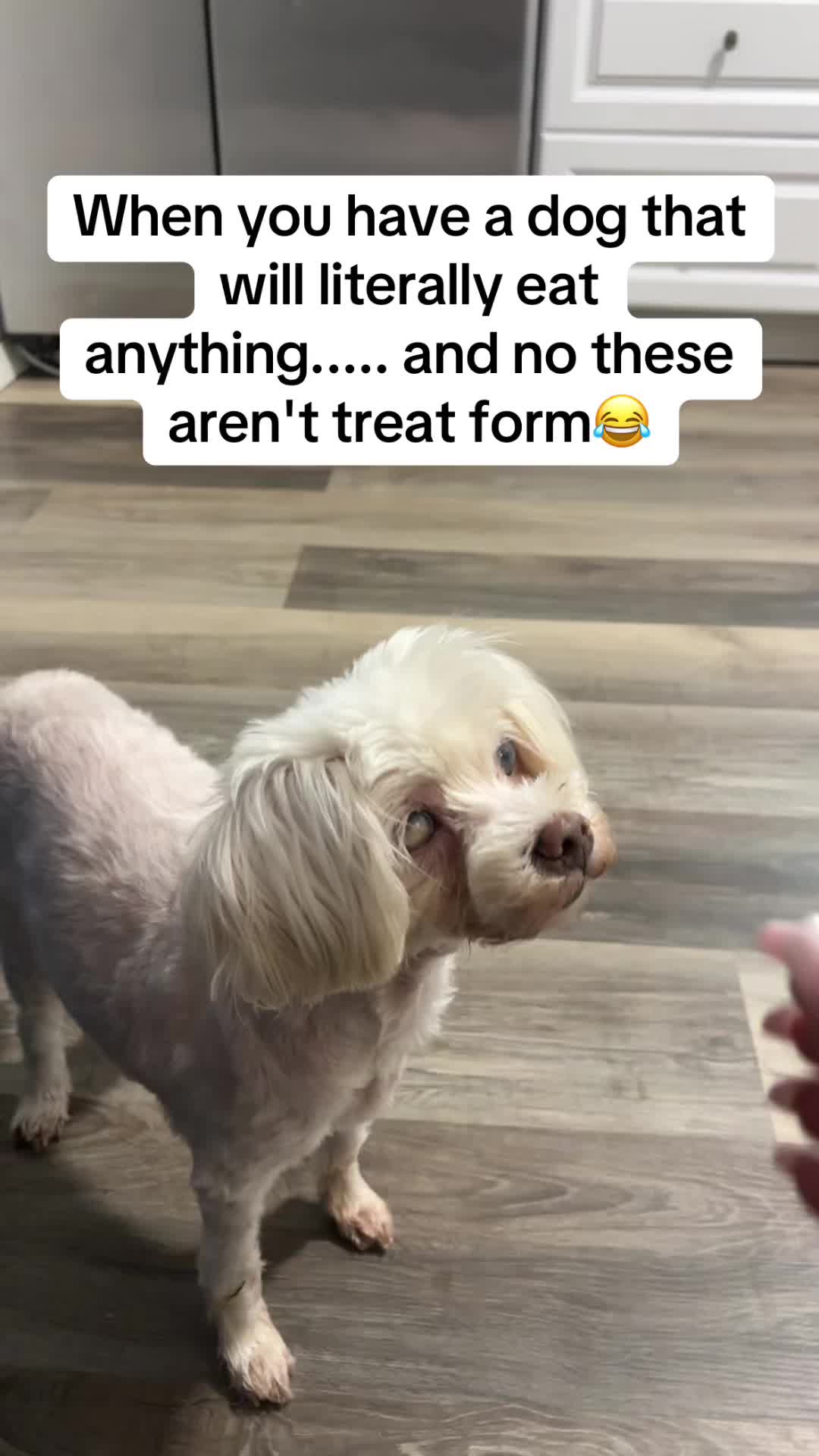 @dogmom76