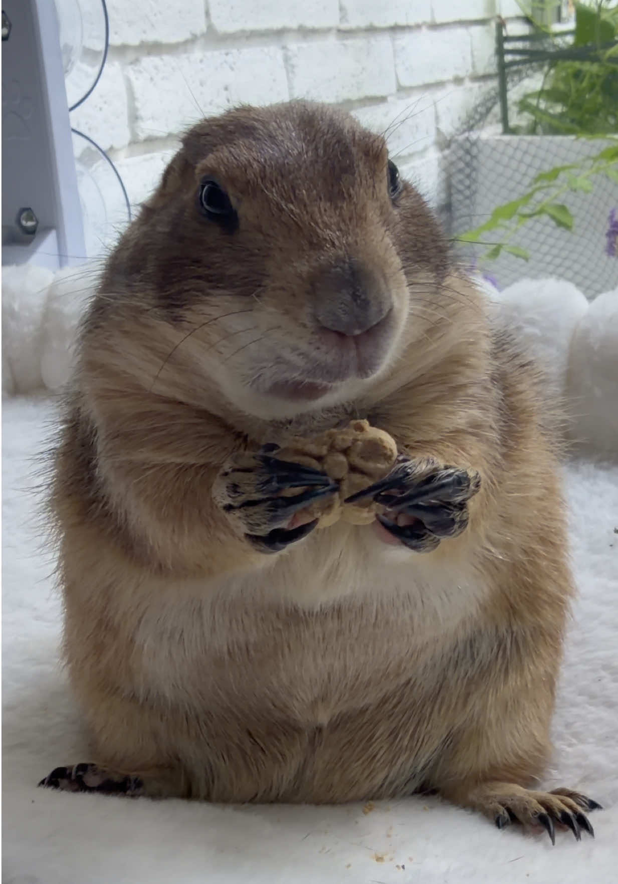 @Poppy the Prairie Dog