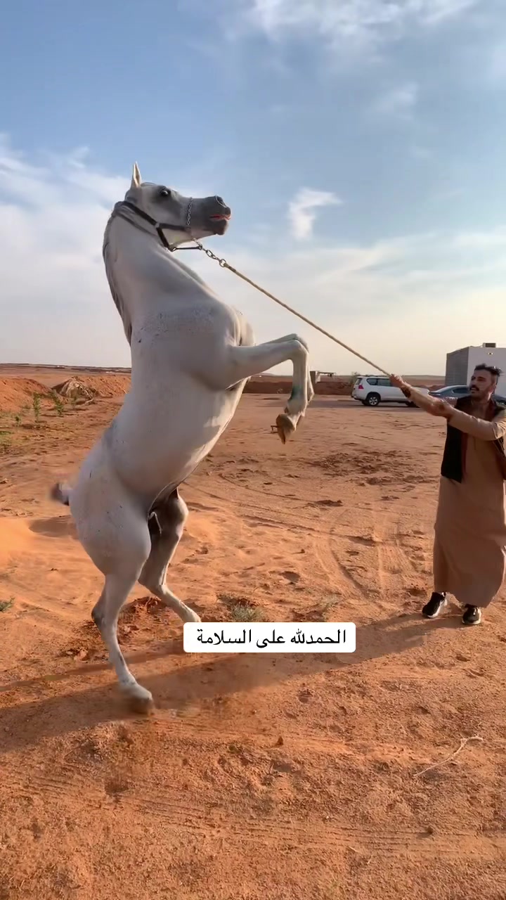 @سلطان الشمري