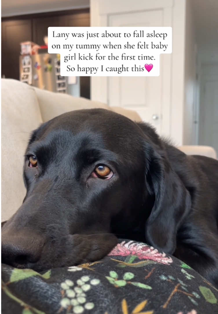 @Funny dogdia80