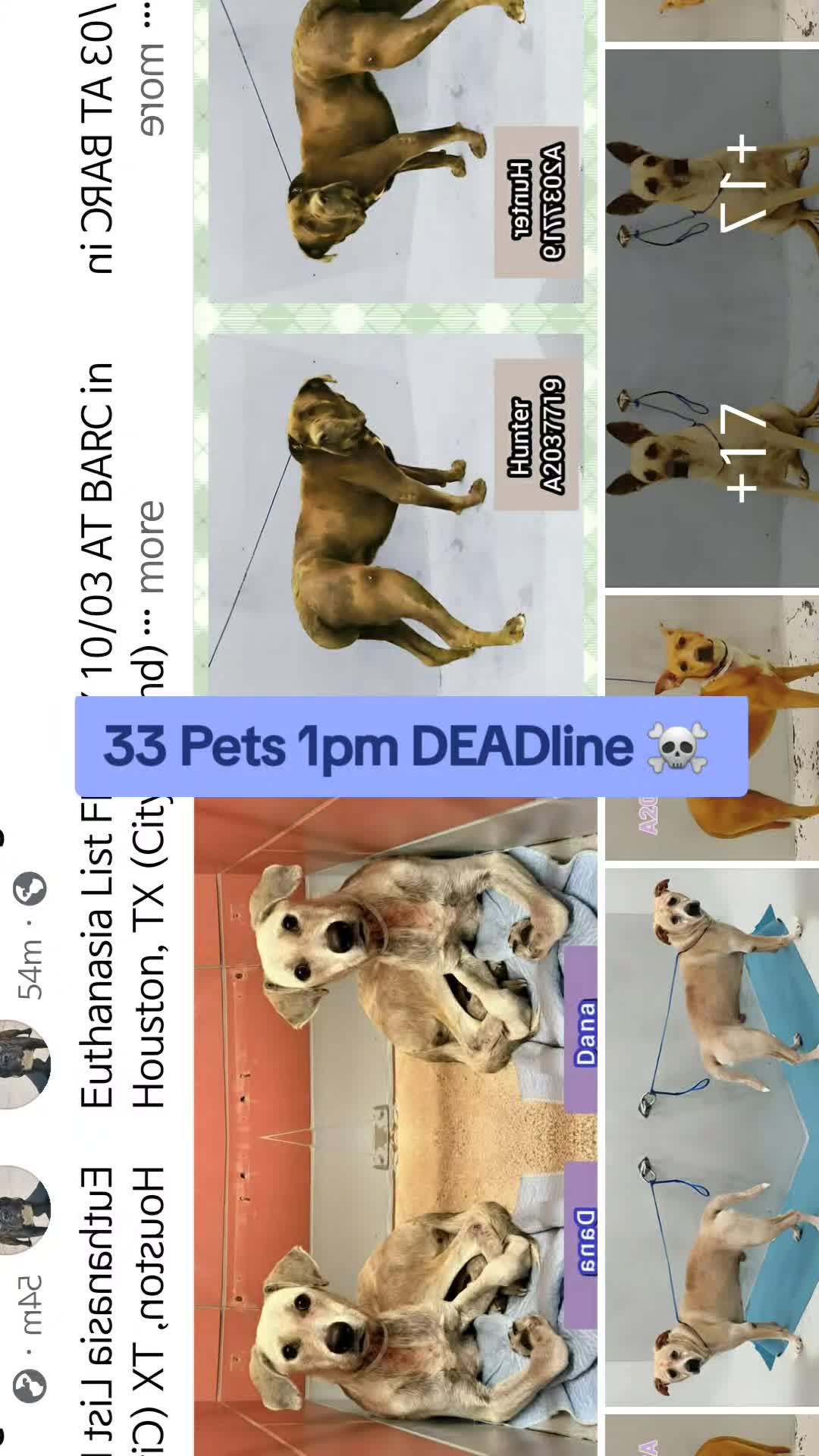 @Save Dog Souls