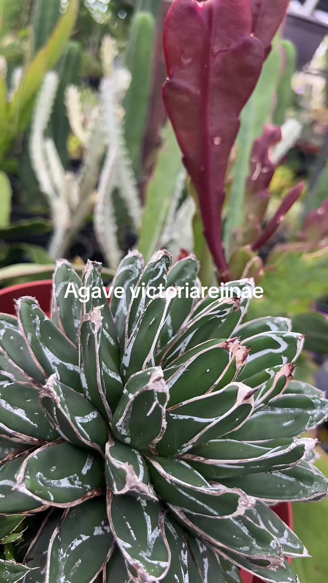 @Maria succulents 🕊️🐚