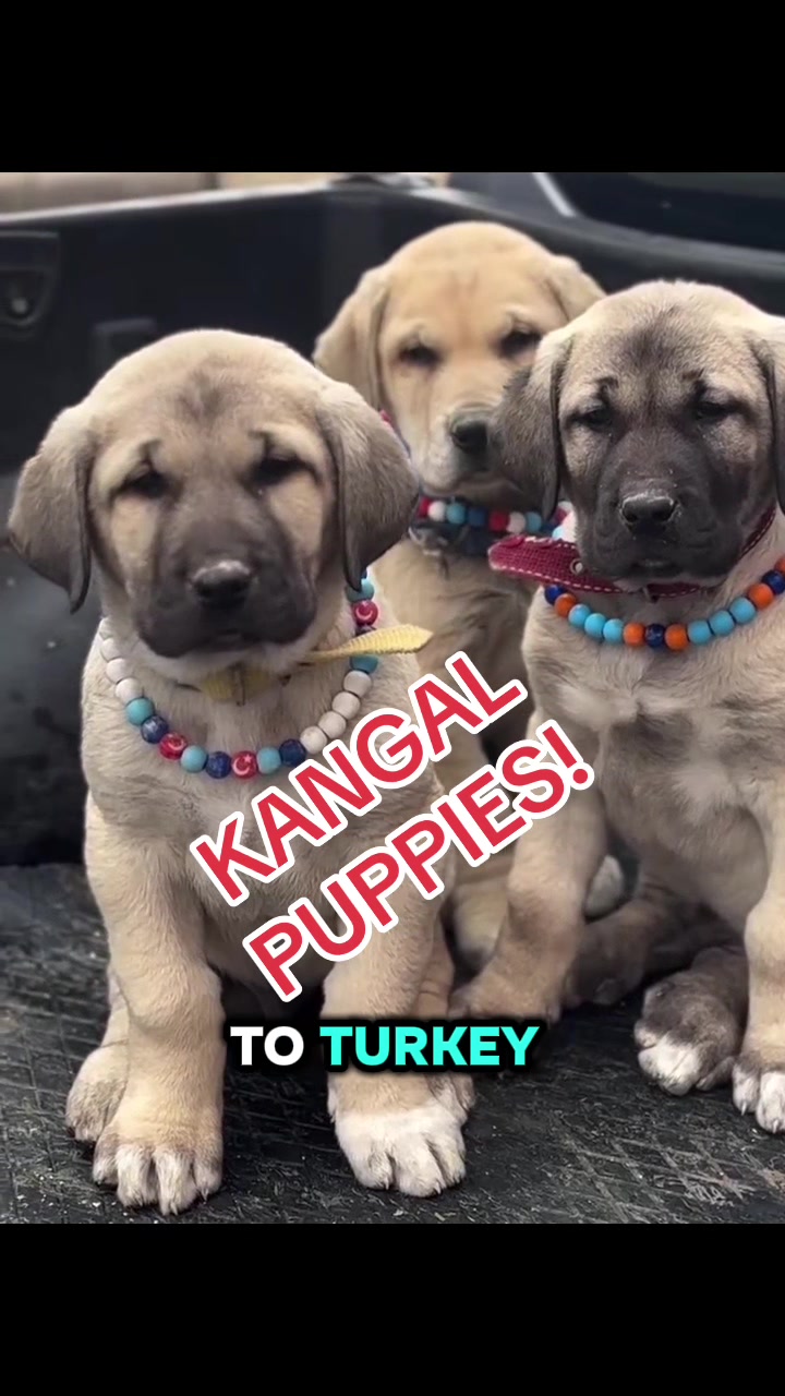 @Ultimate Puppies