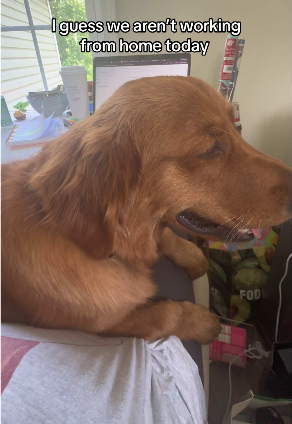 @Finn the Golden