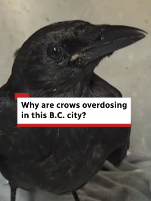 @CBC British Columbia