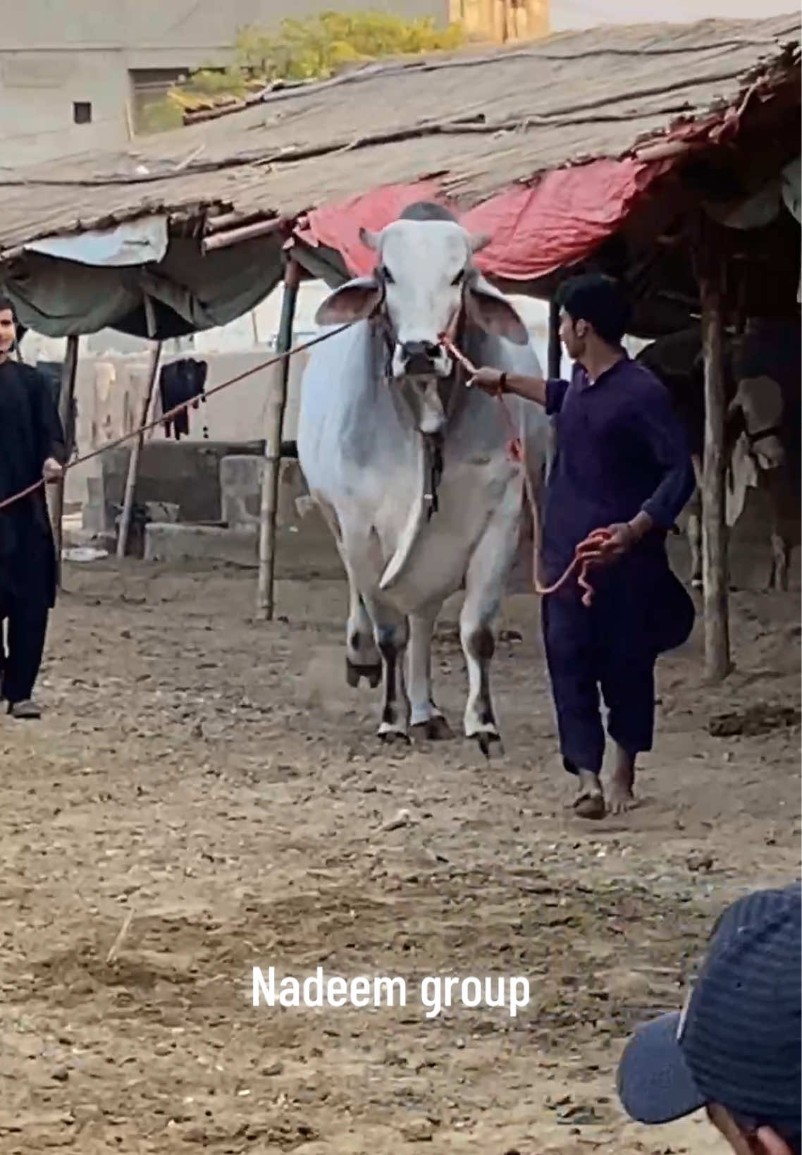 @Karachi Bull lovers
