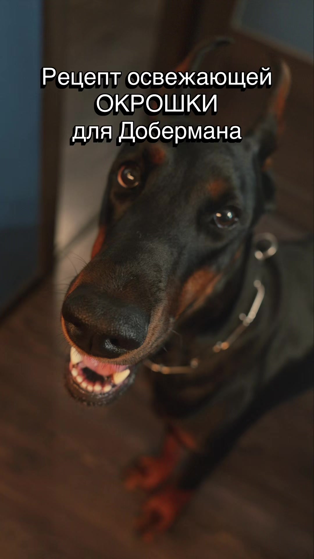 @Djudi_Doberman