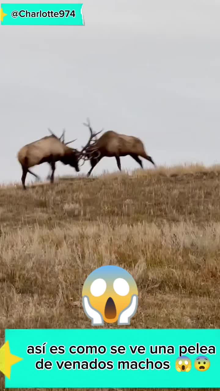 @Charlotte🐕🦺🐈🐕🦬🐐🐎🐄🐒