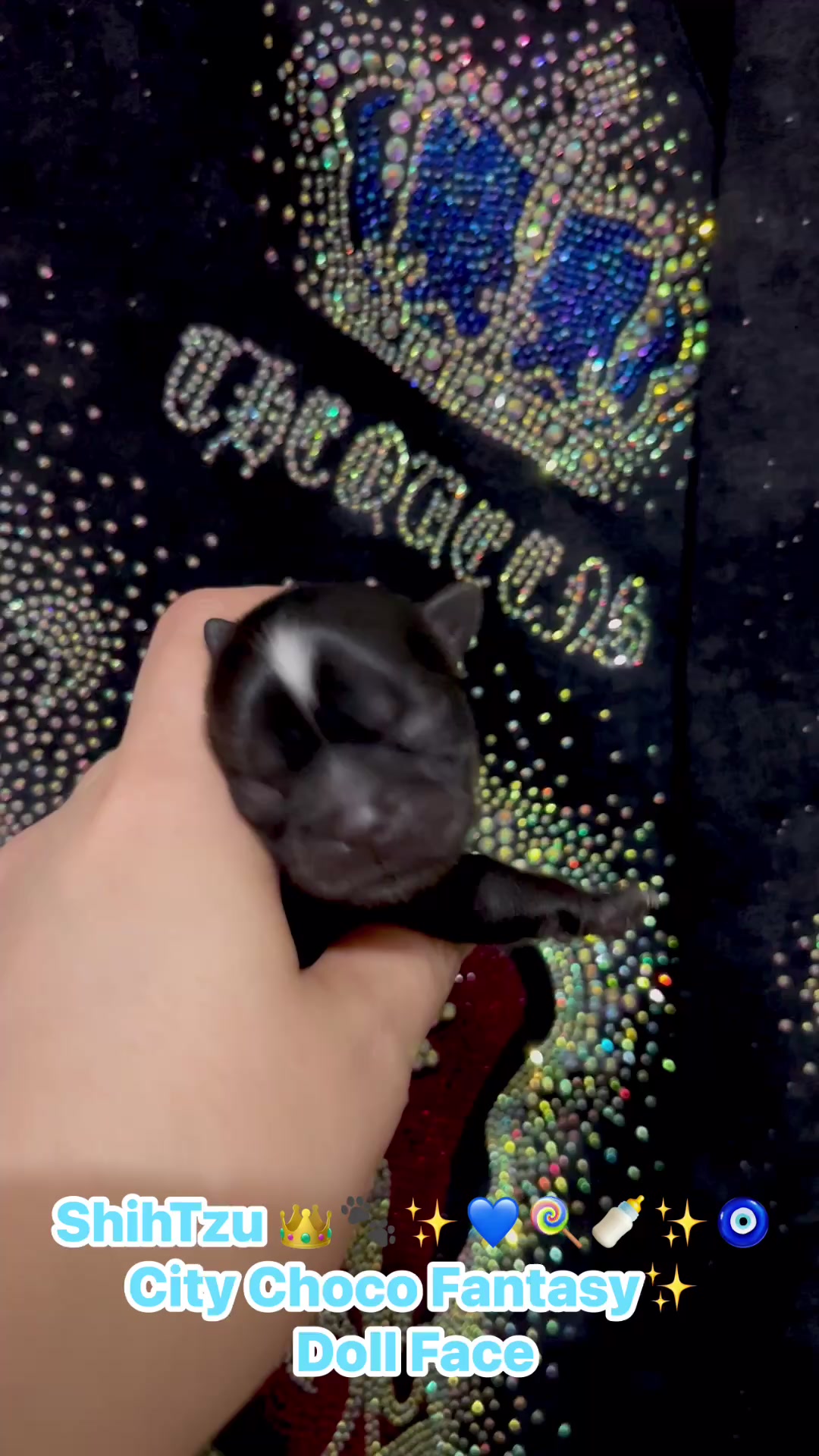 @Yorkie Maltipoo ShihTzu Teddy