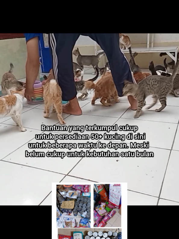 @Kucing Rumah Ronal