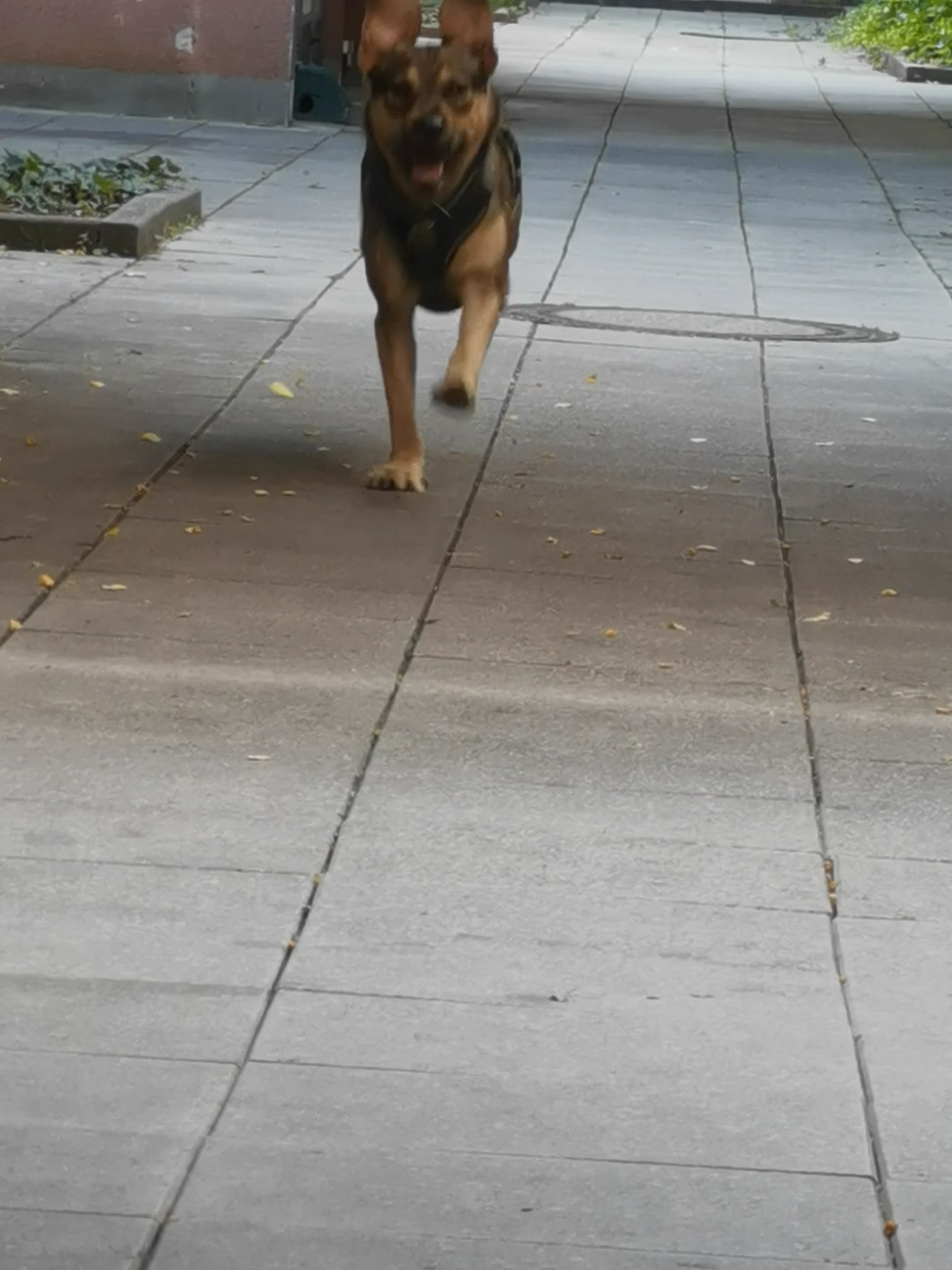 @Ares🐕🐾